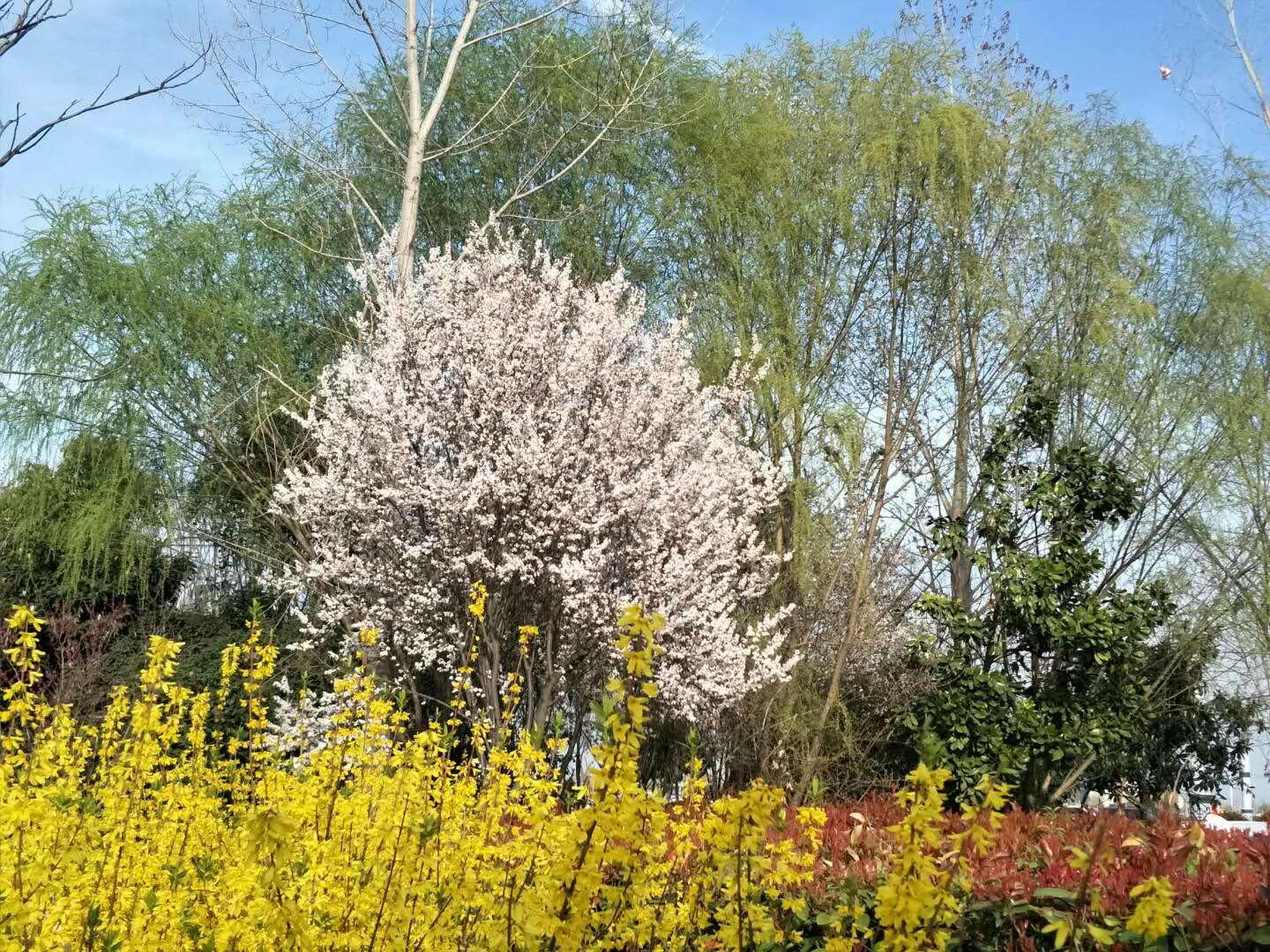 春天里，我們一起來看花