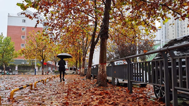 雨中周口，別有一番韻味